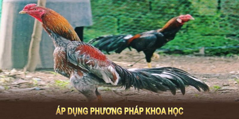 Áp dụng phương pháp khoa học còn giúp nâng cao hiệu suất chọn giống gà đá