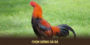 Chọn Giống Gà Đá Và Bí Quyết Tối Ưu Hiệu Quả Nuôi Dưỡng