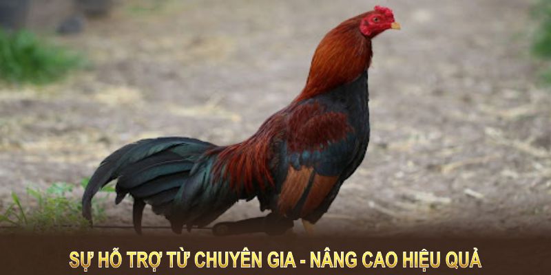 Sự hỗ trợ từ chuyên gia sẽ giúp bạn nâng cao hiệu quả chọn giống gà đá