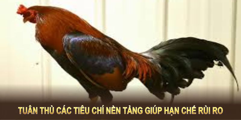 Tuân thủ các tiêu chí nền tảng giúp hạn chế rủi ro, tránh phải đào thải nhiều lần